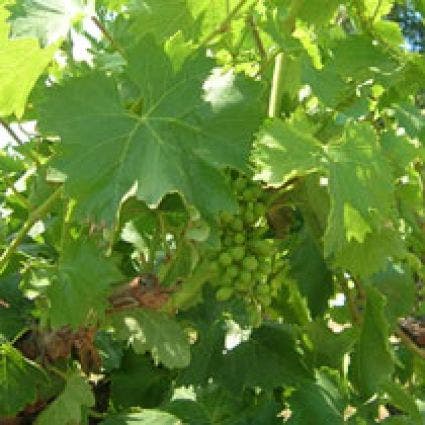 Druif (Vitis 'Golden Champion')