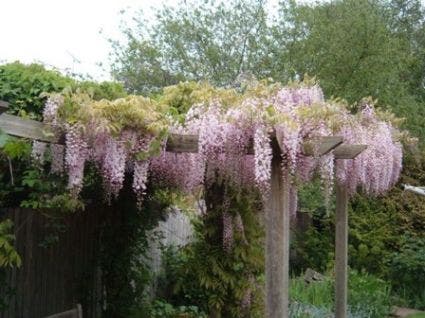 Blauwe regen, roze (Wisteria floribunda 'Rosea')