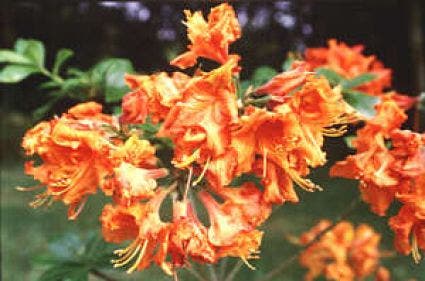 Azalea, oranje (Rhododendron 'Addy Wery')