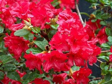 Azalea (Rhododendron 'Mollis' rood)