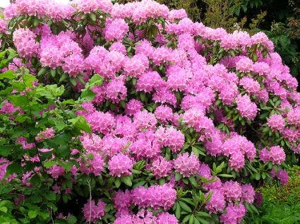 Azalea (Rhododendron 'Mollis' rose)