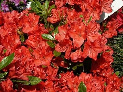 Japanse Azalea (Rhododendron 'Geisha Orange')