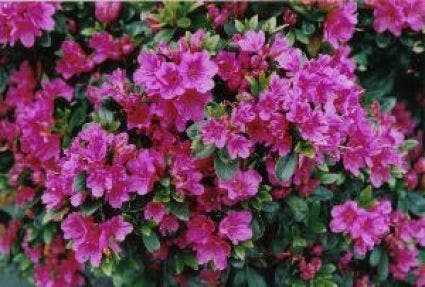 Japanse Azalea (Rhododendron 'Geisha Purple')