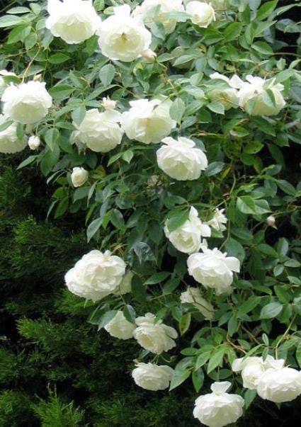 Klimroos (Rosa 'White Climber')