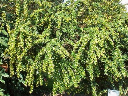 Zuurbes (Berberis verruculosa)