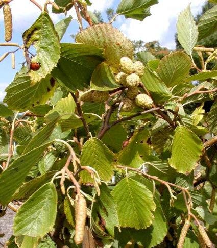 Goudels (Alnus incana 'Aurea')