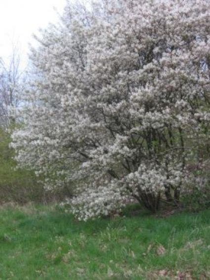 Krentenboom (Amelanchier ovalis 'Edelweiss')