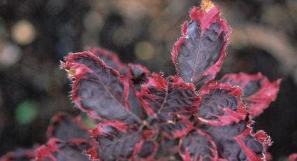 Beuk (Fagus sylv. 'Purpurea Tricolor')