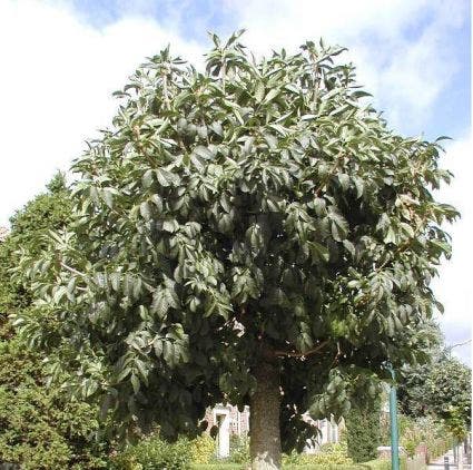 Pluim Es (Fraxinus ornus 'Meczek')