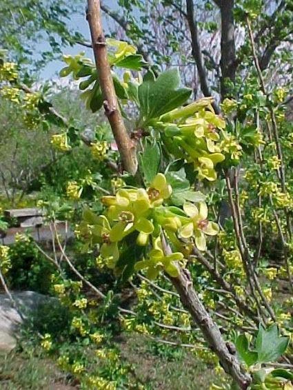 Gele Ribes (Ribes odoratum)