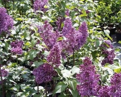 Sering (Syringa vulgaris 'Mrs. Edward Harding')