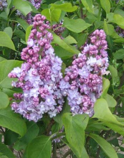 Sering op stam (Syringa vulgaris 'Michel Buchner')