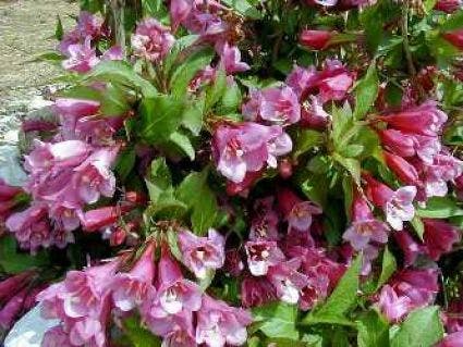 Weigela (Weigela 'Rosea')