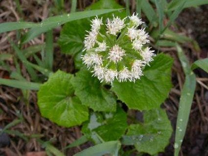 Wit Hoefblad (Petasites albus)