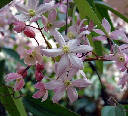 Bosrank, groenblijvend (Clematis armandii 'Apple Blossom')