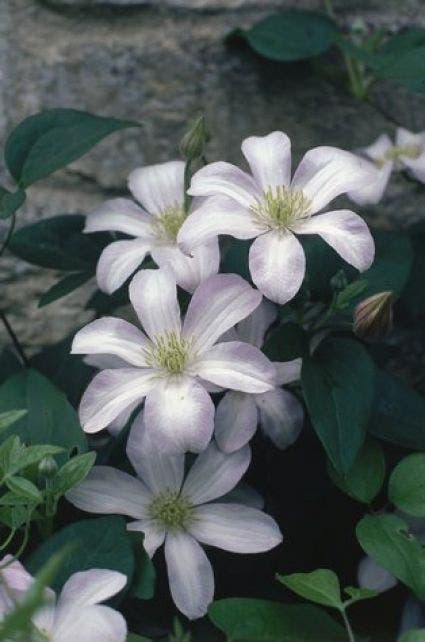 Bosrank (Clematis 'Huldine')