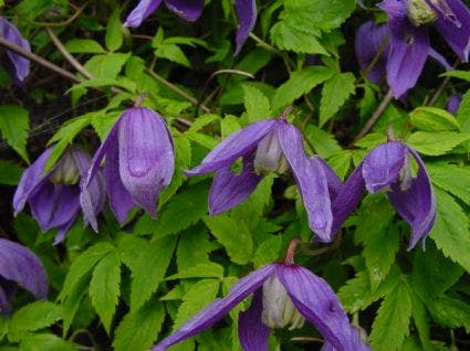 Bosrank (Clematis 'Pamela Jackman')