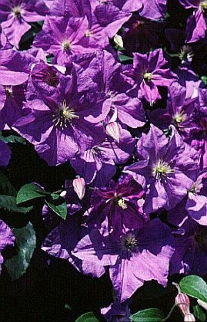 Bosrank (Clematis 'Perle d'azur')