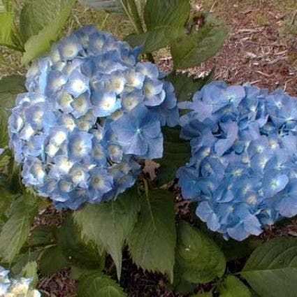 Hortensia (Hydrangea macrophylla 'Hamburg')