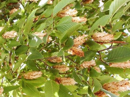 Europese hopbeuk (Ostrya carpinifolia)