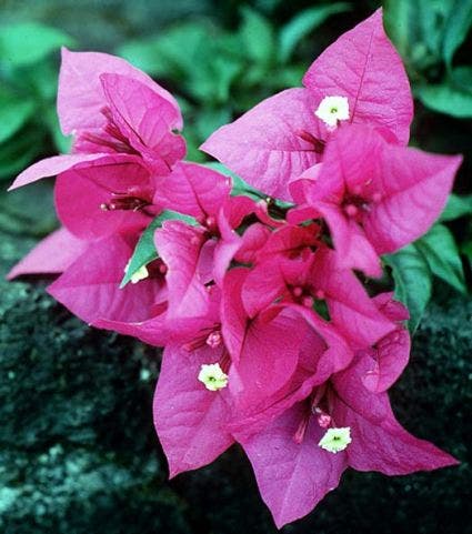 Bougainvillea als struik (Bougainvillea glabra)