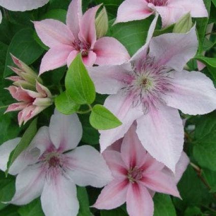 Bosrank (Clematis 'John Paul II')