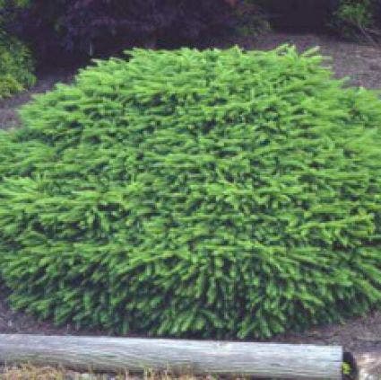 Spar (Picea abies 'Nidiformis')