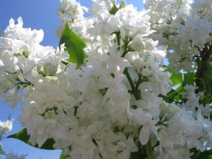 Sering (Syringa vulgaris 'Mme Lemoine')