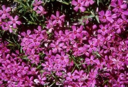 Kruipphlox (Phlox subulata 'Atropurpurea')