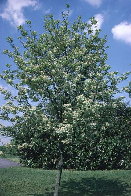 Gewone meelbes (Sorbus aria)