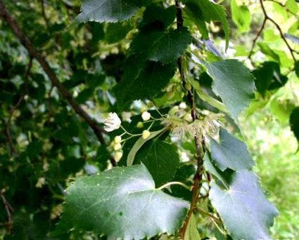 Winterlinde, bosplantsoen (Tilia cordata)