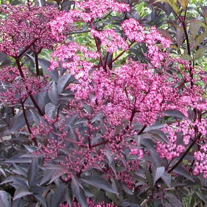 Vlier (Sambucus nigra 'Thundercloud')