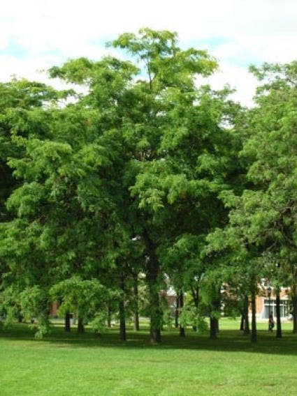 Doornloze Christusdoorn (Gleditsia triacanthos 'Inermis')