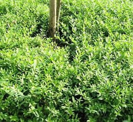 Liguster (Ligustrum vulgare 'Lodense')