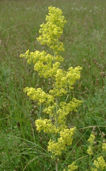 Walstro (Galium verum)