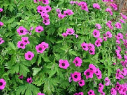 Ooievaarsbek (Geranium psilostemon 'Bressingham Flair')