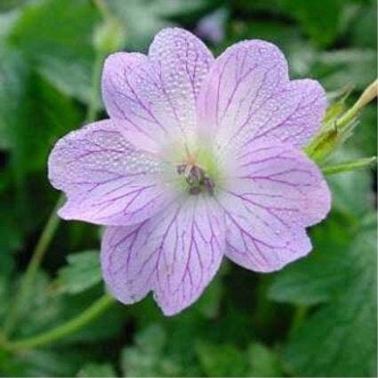 Ooievaarsbek (Geranium versicolor)