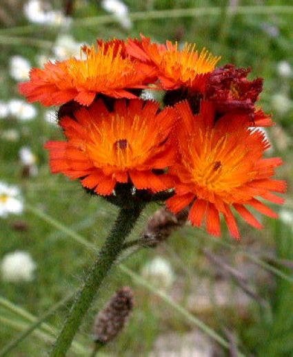 Havikskruid (Hieracium aurantiacum)