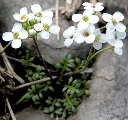 Gemskers (Pritzelago alpina)