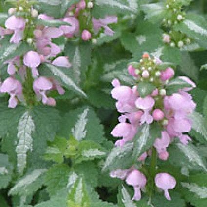 Dovenetel (Lamium maculatum 'Shell Pink')