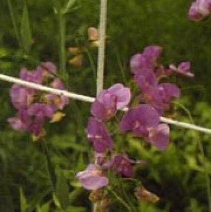 Pronkerwt (Lathyrus latifolius 'Pink Pearl')