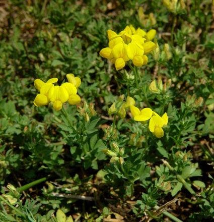 Rolklaver (Lotus corniculatus)