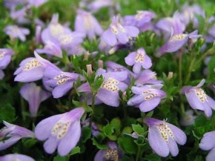 Mazus (Mazus reptans)