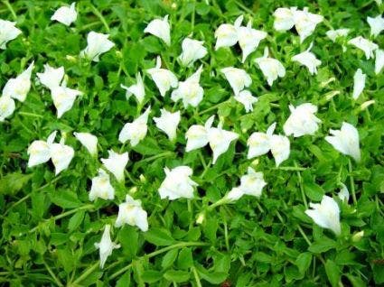 Mazus (Mazus reptans 'Albus')