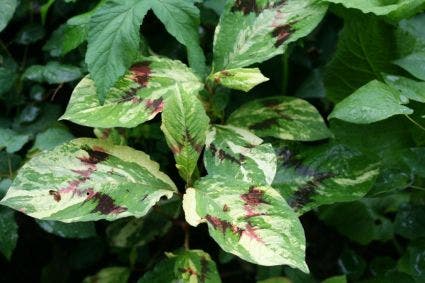 Duizendknoop (Persicaria filiformis 'Painter's Palette')