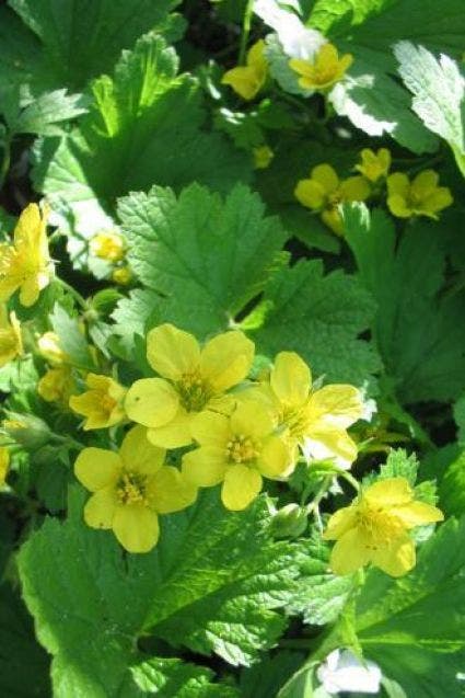 Gele Aardbei (Waldsteinia geoides)