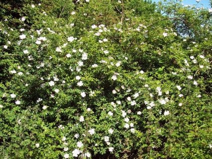 Hondsroos (Rosa canina)