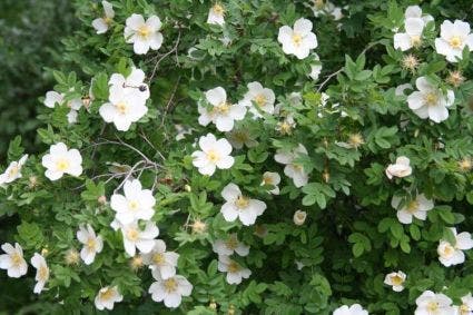 Duinroos (Rosa pimpinellifolia)