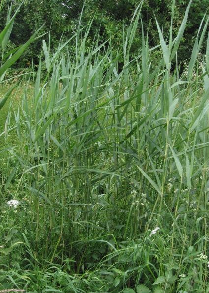 Riet (Phragmites australis)