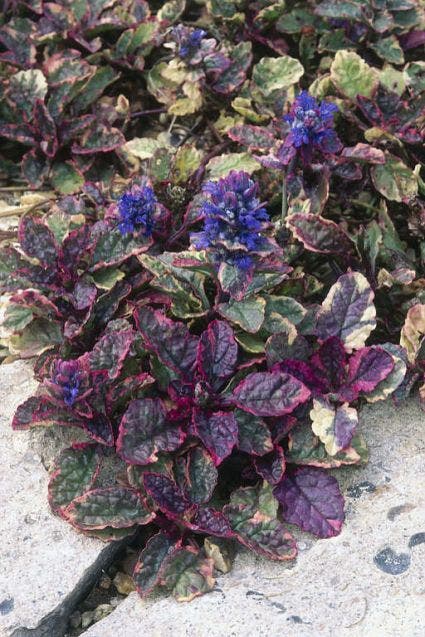 Zenegroen (Ajuga reptans 'Multicolor' ('Rainbow'))